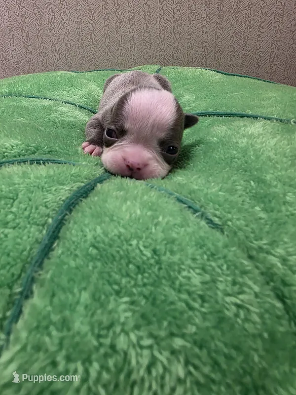 Bandit  – Boston Terrier puppy for sale in Cave City, AR