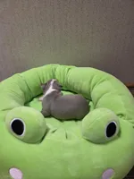 Peanut, a female Boston Terrier for sale in Cave City, AR – Photo 3 of 3