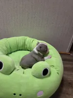 Peanut, a female Boston Terrier for sale in Cave City, AR – Photo 2 of 3