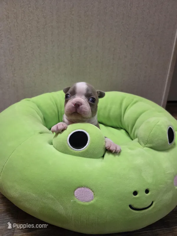 Peanut – Boston Terrier puppy for sale in Cave City, AR