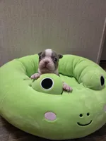 Peanut, a female Boston Terrier for sale in Cave City, AR – Photo 1 of 3