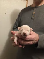 Buzz, a male Chihuahua for sale in Cave City, AR – Photo 5 of 5