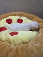 Buzz, a male Chihuahua for sale in Cave City, AR – Photo 2 of 5