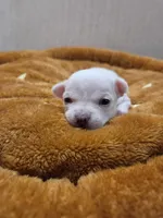 Buzz, a male Chihuahua for sale in Cave City, AR – Photo 4 of 5