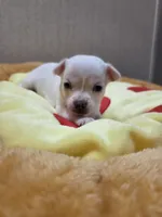 Buzz, a male Chihuahua for sale in Cave City, AR – Photo 1 of 5