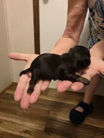 Jelly Bean, a female Chihuahua for sale in Cave City, AR – 3 of 3