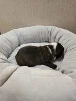 Tuck, a male Boston Terrier for sale in Cave City, AR – 3 of 3