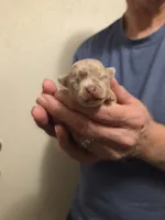 Hope, a female Chihuahua for sale in Cave City, AR – Photo 5 of 5