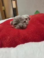 Hope, a female Chihuahua for sale in Cave City, AR – Photo 2 of 5