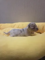 Hope, a female Chihuahua for sale in Cave City, AR – Photo 4 of 5