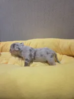 Hope, a female Chihuahua for sale in Cave City, AR – Photo 3 of 5