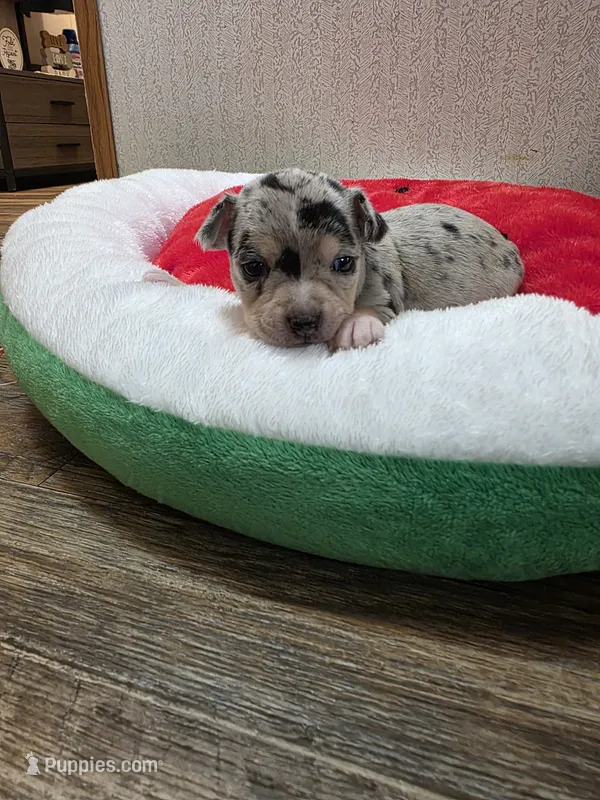 Ruby – Chihuahua puppy for sale in Cave City, AR