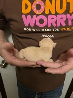 Snickers , a female Chihuahua for sale in Cave City, AR – 2 of 3