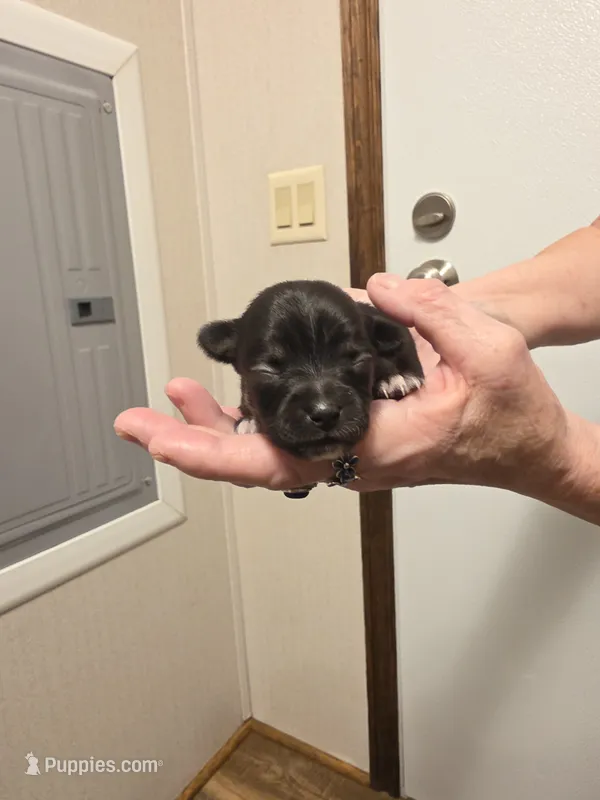 Romeo – Chihuahua puppy for sale in Cave City, AR