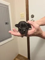Romeo, a male Chihuahua for sale in Cave City, AR – 1 of 3