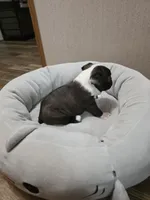 Lucky, a male Boston Terrier for sale in Cave City, AR – 3 of 4