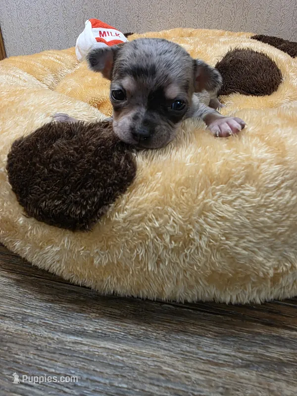 Astro – Chihuahua puppy for sale in Cave City, AR