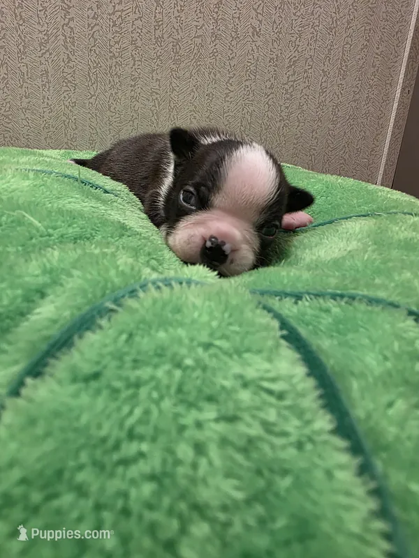 Otis – Boston Terrier puppy for sale in Cave City, AR