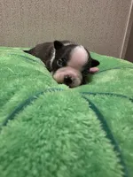 Otis, a male Boston Terrier for sale in Cave City, AR – 1 of 3