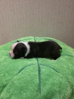 Otis, a male Boston Terrier for sale in Cave City, AR – 2 of 3
