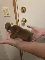 Ginger , a female Boston Terrier for sale in Cave City, AR – Photo 3 of 3