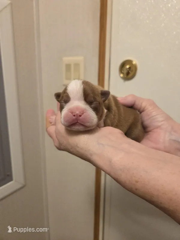 Ginger  – Boston Terrier puppy for sale in Cave City, AR
