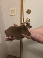 Ginger , a female Boston Terrier for sale in Cave City, AR – Photo 2 of 3