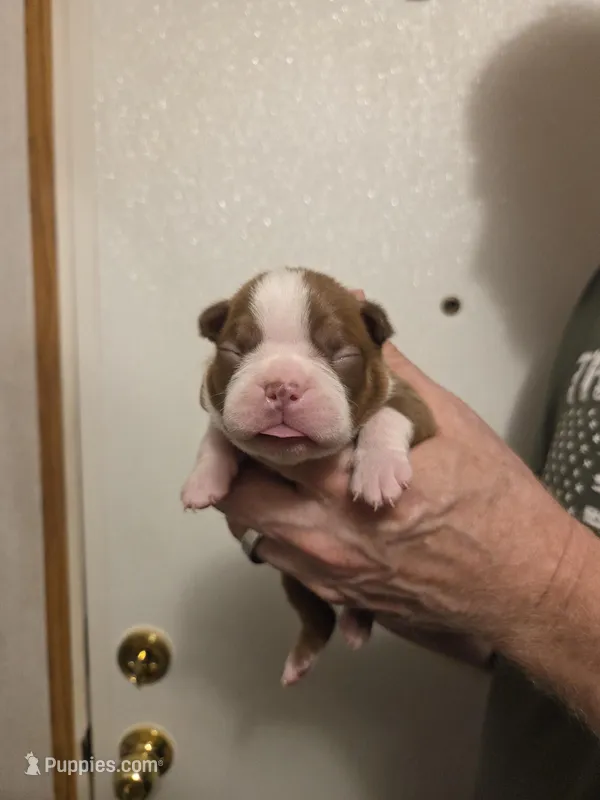 Ginger  – Boston Terrier puppy for sale in Cave City, AR