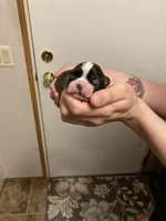 Grizzly , a male Boston Terrier for sale in Cave City, AR – Photo 1 of 3