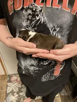 Grizzly , a male Boston Terrier for sale in Cave City, AR – Photo 3 of 3