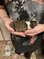 Grizzly , a male Boston Terrier for sale in Cave City, AR – Photo 2 of 3