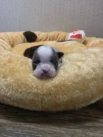 Milo, a male Boston Terrier for sale in Cave City, AR – 1 of 3