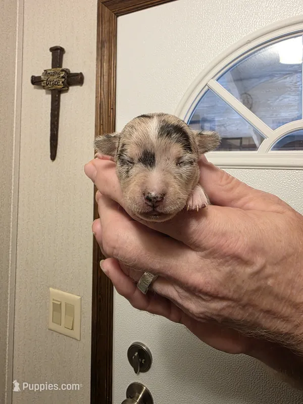 Ruby – Chihuahua puppy for sale in Cave City, AR