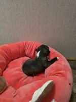 Ruby, a female Boston Terrier for sale in Cave City, AR – 3 of 3