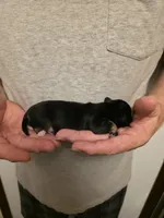 Jack, a male Chihuahua for sale in Cave City, AR – 2 of 3