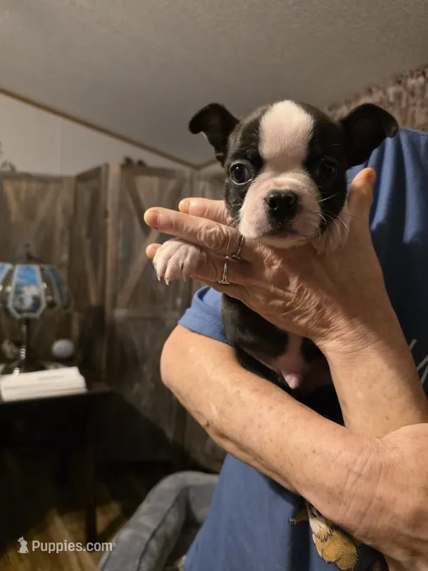 Otis – Boston Terrier puppy for sale in Cave City, AR