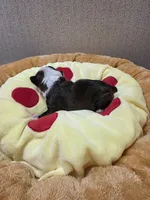 Rocky, a male Boston Terrier for sale in Cave City, AR – 3 of 3