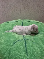 Ziggy, a male Chihuahua for sale in Cave City, AR – 2 of 3