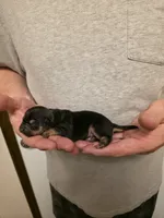 Astro, a male Chihuahua for sale in Cave City, AR – 3 of 3