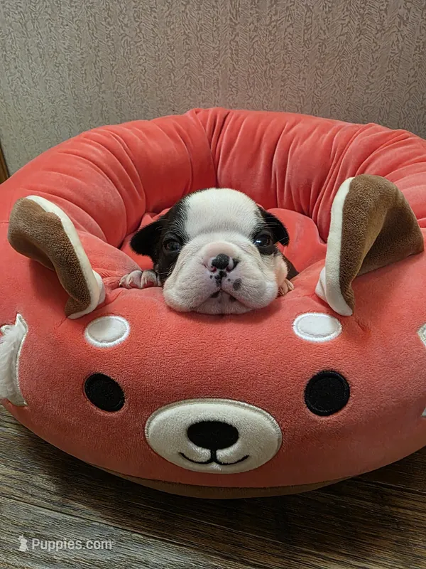 Bear – Boston Terrier puppy for sale in Cave City, AR