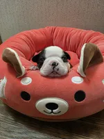 Bear, a male Boston Terrier for sale in Cave City, AR – 1 of 3