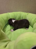Ruby, a female Boston Terrier for sale in Cave City, AR – 3 of 3