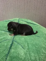 Cosmo, a male Chihuahua for sale in Cave City, AR – 3 of 3