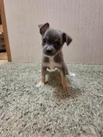 Yoshi, a male Chihuahua for sale in Cave City, AR – Photo 1 of 6