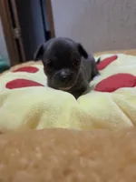 Yoshi, a male Chihuahua for sale in Cave City, AR – Photo 5 of 6