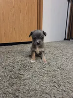 Yoshi, a male Chihuahua for sale in Cave City, AR – Photo 4 of 6