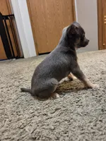 Yoshi, a male Chihuahua for sale in Cave City, AR – Photo 2 of 6