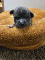 Yoshi, a male Chihuahua for sale in Cave City, AR – Photo 6 of 6