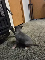 Yoshi, a male Chihuahua for sale in Cave City, AR – Photo 3 of 6