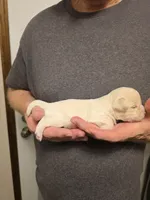 Princess , a female Chihuahua for sale in Cave City, AR – 3 of 3